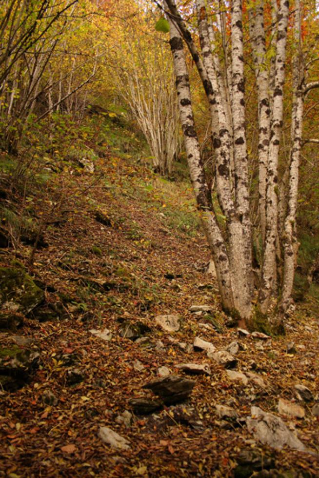 El haya (Fagus Sylvatica)